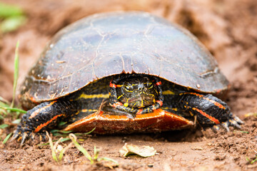 close-up of  a Wisconsin Western Painted Turtle (Chrysemys picta) with head tucked in