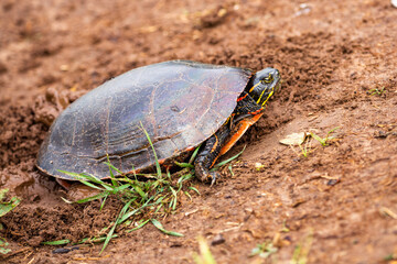 Fototapeta premium close-up of a Wisconsin Western Painted Turtle (Chrysemys picta) laying eggs