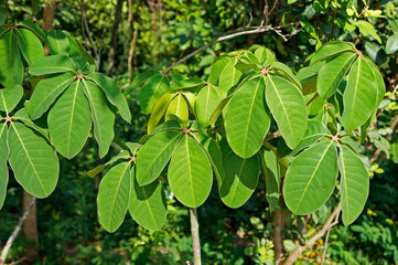 Green leaves on tropical rain forest