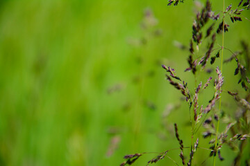 Natural nature background - selective focus of fresh grass in a summer pasture field.