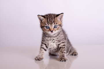 Britisch Kurzhaar Katzen Babys	