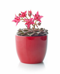 flowering grapto cactus in a red flower pot