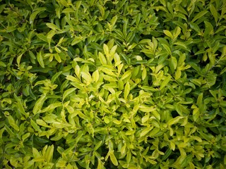 Close up Duranta erecta Leave or Golden dewdrop or sky flower or Japan camillia for background texture