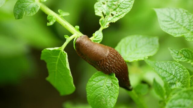 Spanish slug pest Arion vulgaris snail parasitizes on potato leaves Solanum tuberosum potatoes leaf vegetables cabbage lettuce moving garden, eating ripe plant crops. Invasive slug native Spain land