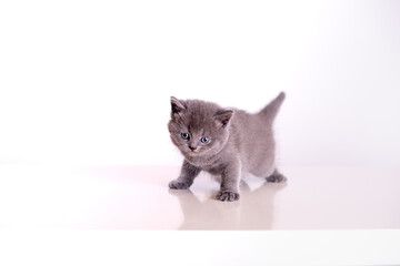 gray little kitten on a white background