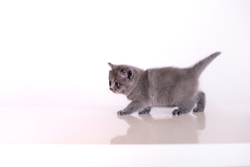 gray little kitten on a white background