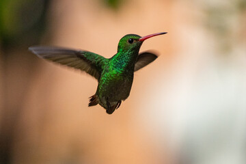 hummingbird in flight