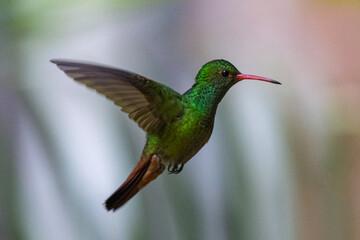 hummingbird in flight