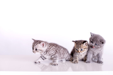 Gruppe von niedlichen Katzen	