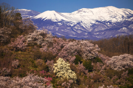 花見山公園の満開の桜とこぶしの花と雪に覆われた吾妻連邦