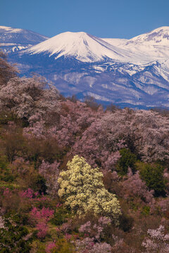 花見山公園の満開の桜とこぶしの花と雪に覆われた吾妻連邦