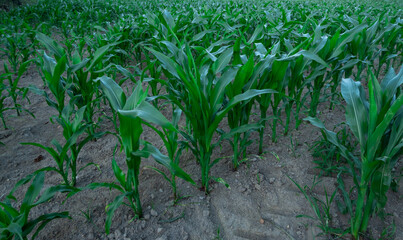 Corn growing in a field in spring. Close up.
