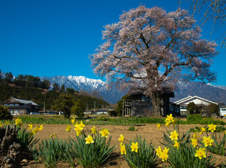 Fototapeta premium 青空バックに満開に咲く一本桜と甲斐駒ヶ岳とスイセンの花