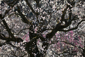 水戸偕楽園の梅の花