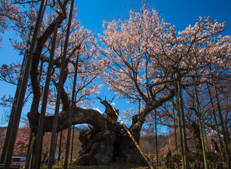 満開に咲く実相寺の神代桜