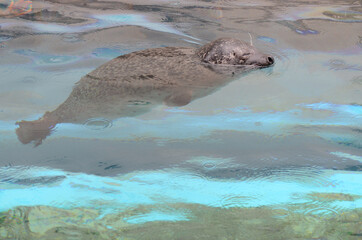 ゴマフアザラシ