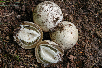 witch egg from stinkhorn mushroom