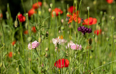 Colourful wild flowers including cornflowers and poppies, photographed in late afternoon in mid summer, in Chiswick, West London UK. 