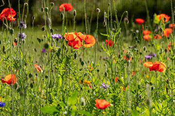 Colourful wild flowers including cornflowers and poppies, photographed in late afternoon in mid summer, in Chiswick, West London UK. 