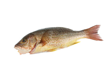 close up on whole fish isolated on white background for cook