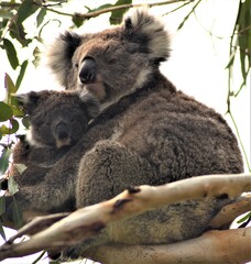 Mother and Joey Koala Portland Victoria Australia
