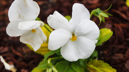 Obraz na płótnie Canvas white viola flower