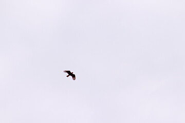 paragliding in the sky