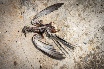 Dead bird on the ground. Top view.