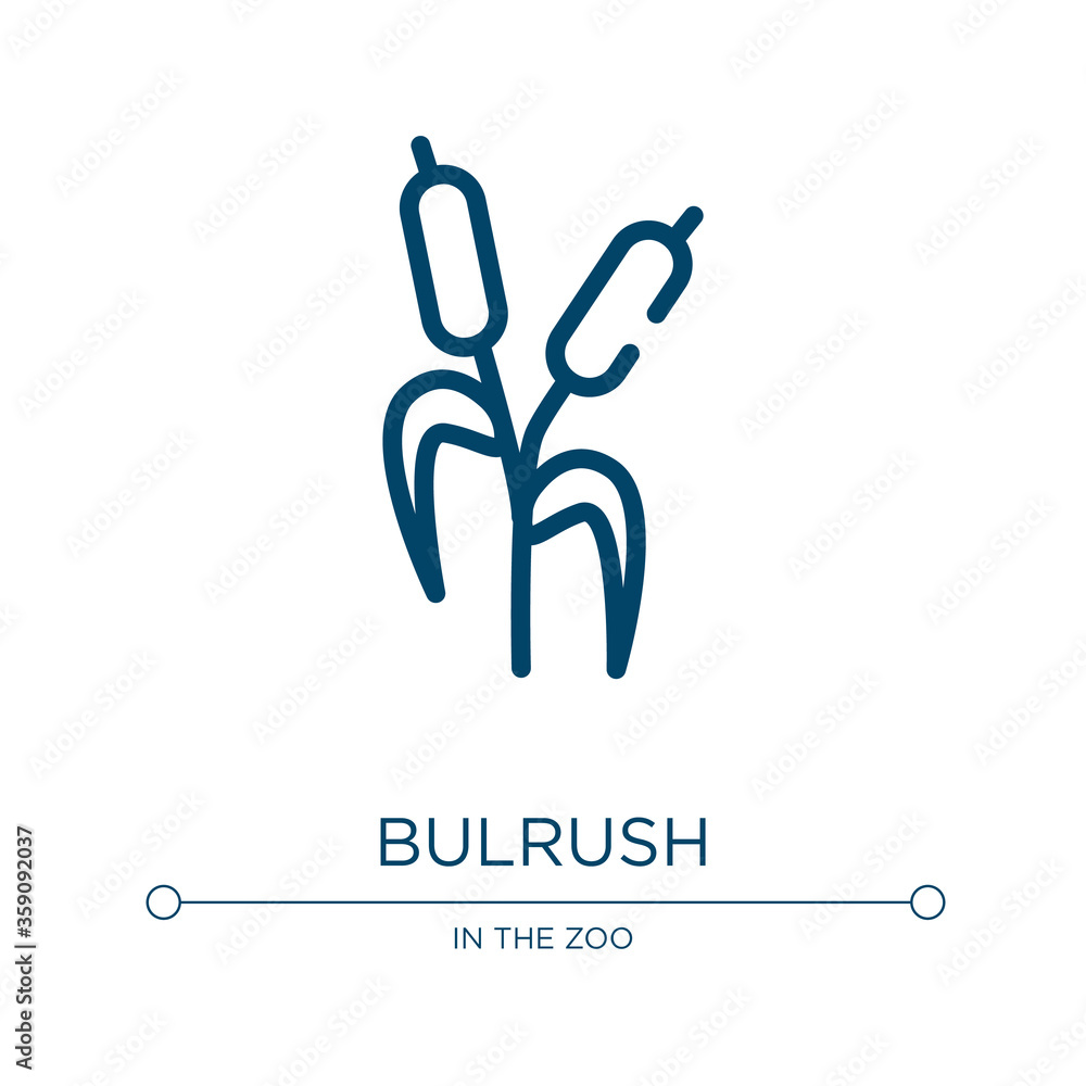 Poster bulrush icon. linear vector illustration from nature collection. outline bulrush icon vector. thin l