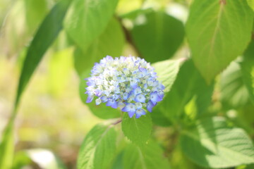 Fototapeta premium アジサイ