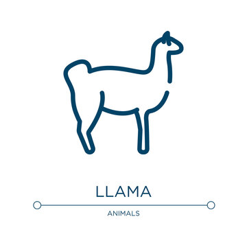 Llama icon. Linear vector illustration from animals collection. Outline llama icon vector. Thin line symbol for use on web and mobile apps, logo, print media.