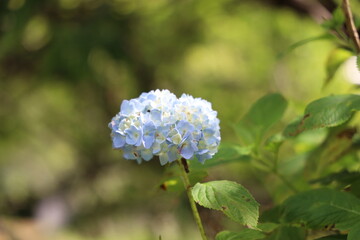 Obraz premium アジサイ