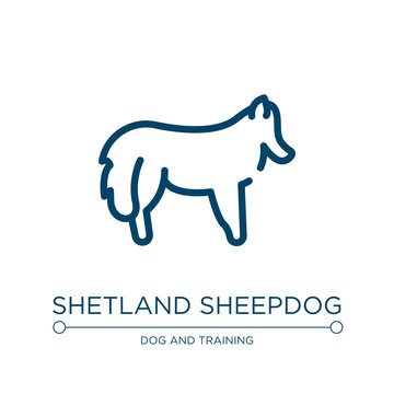 Shetland sheepdog icon. Linear vector illustration from dog breeds heads collection. Outline shetland sheepdog icon vector. Thin line symbol for use on web and mobile apps, logo, print media.