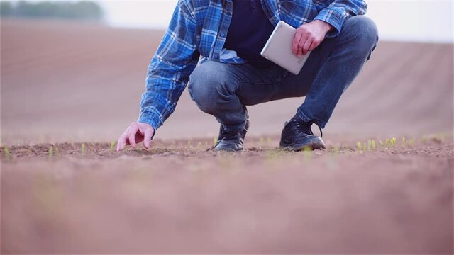 Agriculture - Farmer Examining Young Corn Growing at Agricultural Field