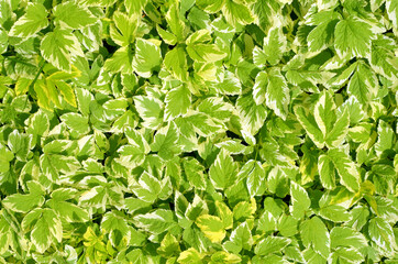 fresh green leaves bright foliage natural background