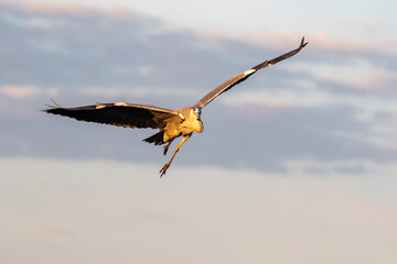 Grey heron flying directly towards the camera