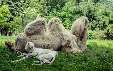 Camel in the zoo - obrazy, fototapety, plakaty
