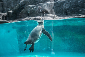 Fototapeta Penguin in the zoo obraz