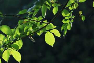 光を受けて輝く木の葉