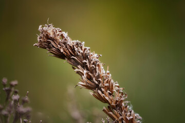 close up of a thistle