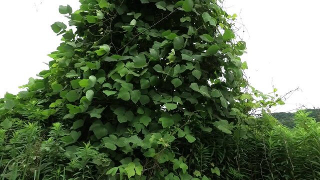 葛のツルが伸び放題