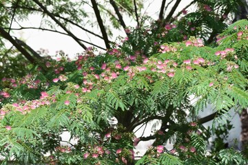 The Silk tree is a Fabaceae deciduous tree that produces light red, fragrant flowers in June.