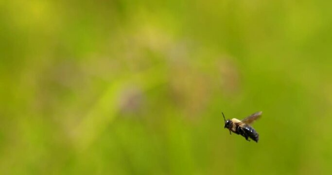 bumble hovers in mid air