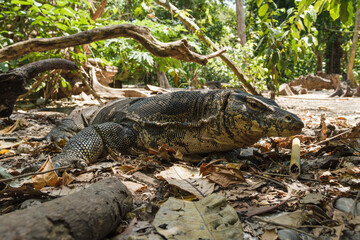Giant lizard water monitor, varanus salvator