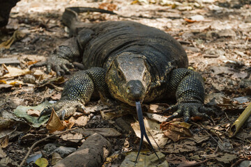 Crawling giant lizard water monitor, varanus salvator