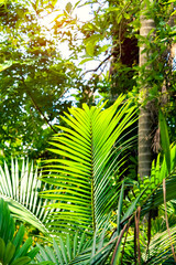 Obraz na płótnie Canvas green palm leaf in sunlight