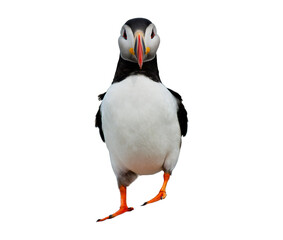 Puffin Image Isolated On White Background
