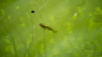 
Young catfish, appearing below the surface of the lake water