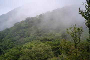 Tanzawa mountain forest