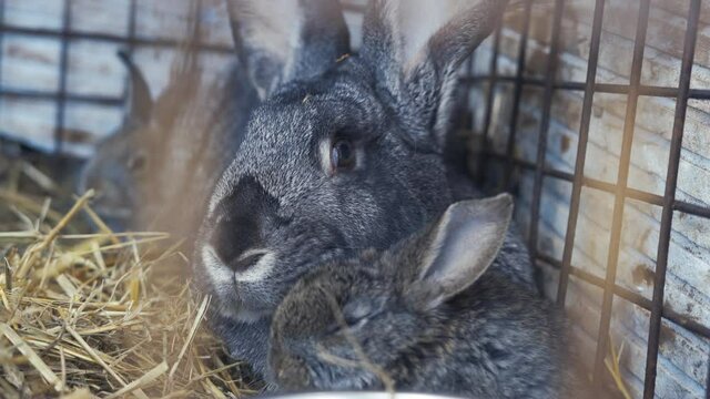 Huge rabbit famele with young little bunnies in the cage, relaxing after meal. Female, breeding.